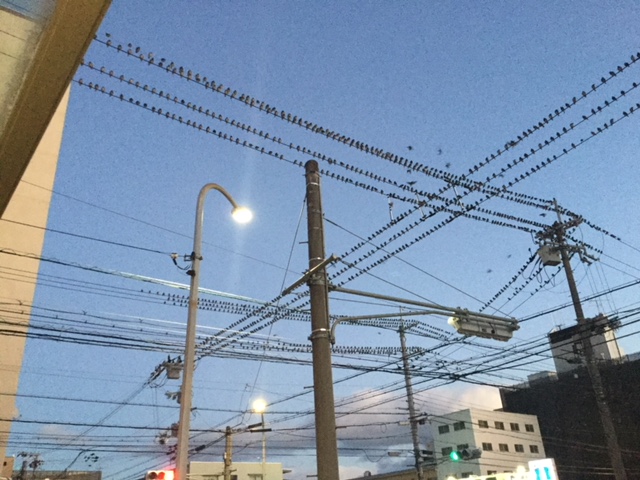 鳥がイッパイ・・