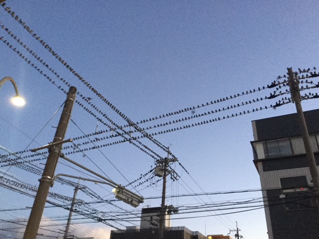 鳥がイッパイ・・