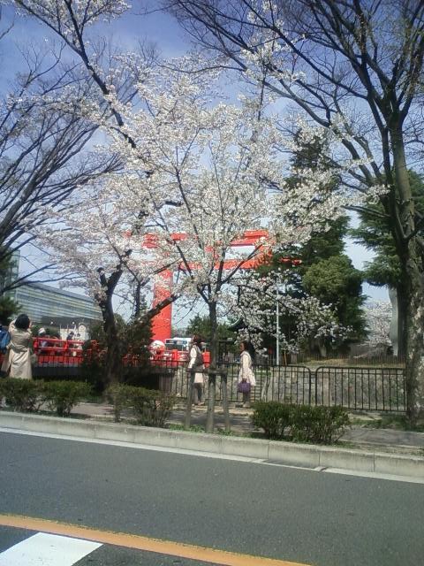 桜満開どすえ～