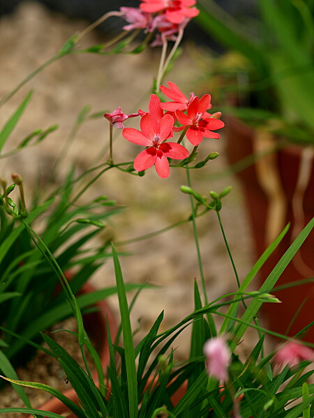 お花